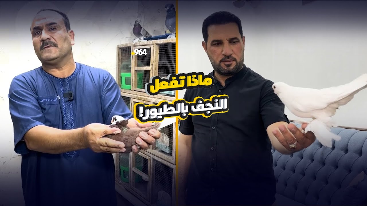 “10 دفاتر”.. دخلنا أبراج النجف العالية لاكتشاف الفرق وما يفعلونه بالطيور!