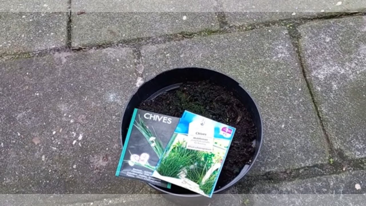Hoe Zaai je Bieslook in een Pot, In de Winter 1/3