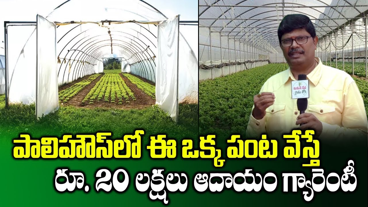 High Profits in Polyhouse Vegetable Farming || High Yield Crops || Agriculture || SumanTV Rythu