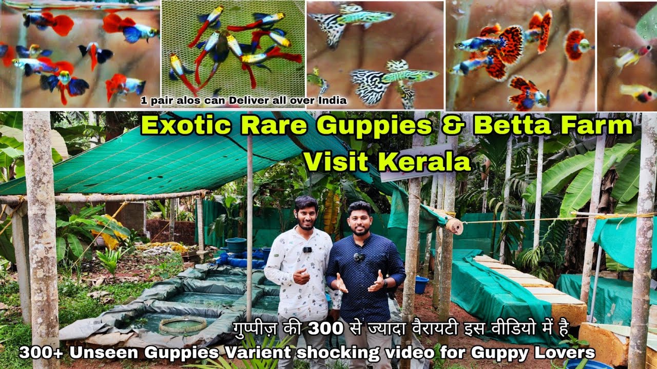 Exotic Guppies shop Visit Kerala , CK Guppies & Bettas