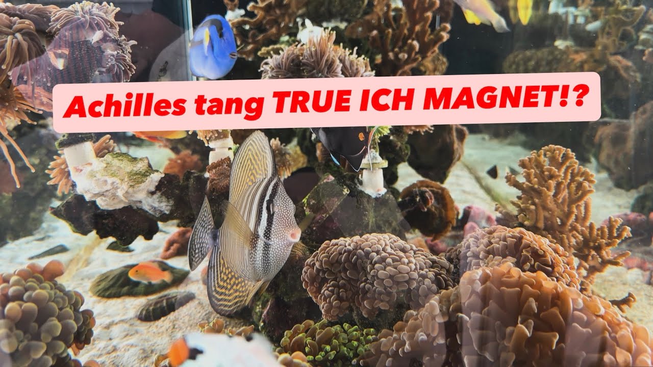 Update on Achilles ich and corals!!!