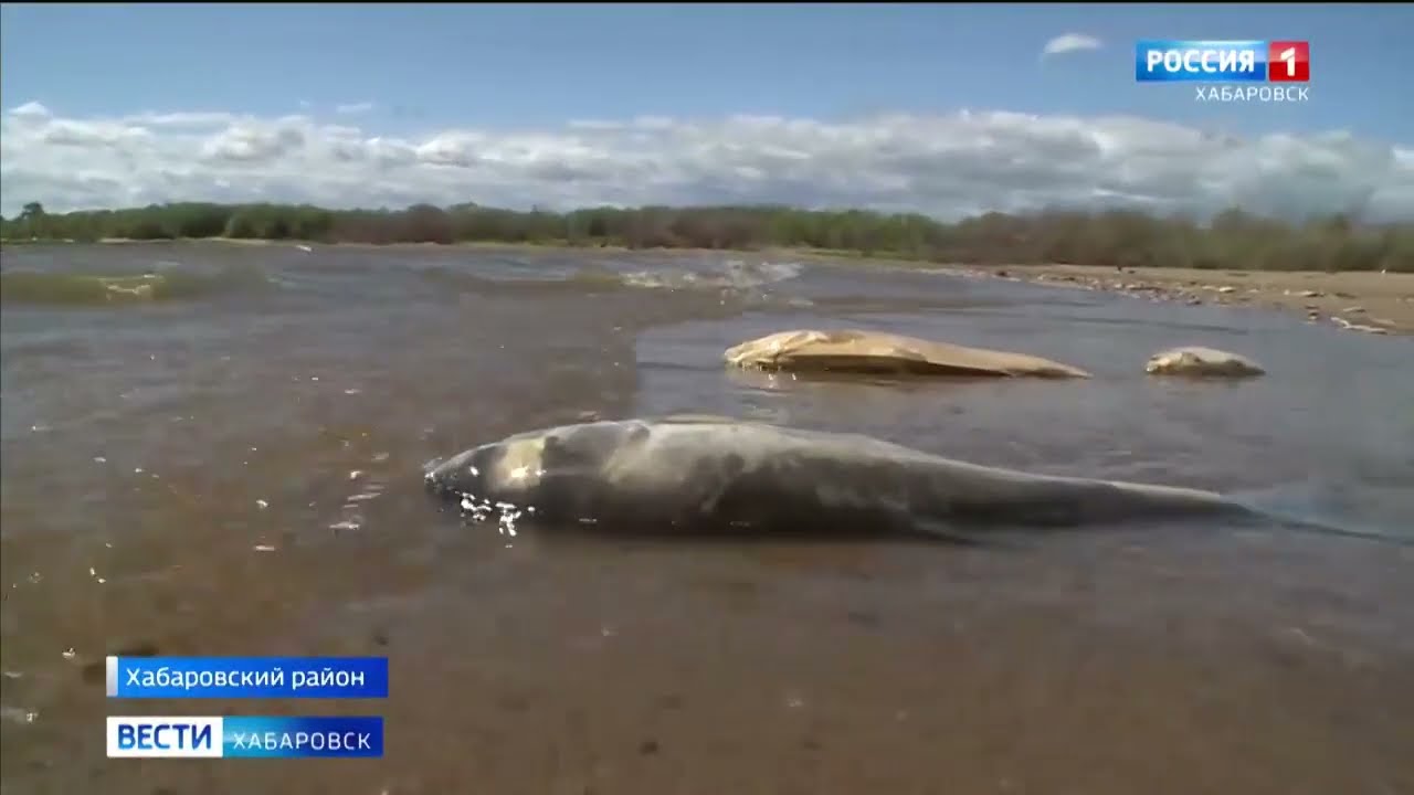Причины массового мора рыбы в Амуре выясняют экологи, прокуратура и специалисты ВНИРО