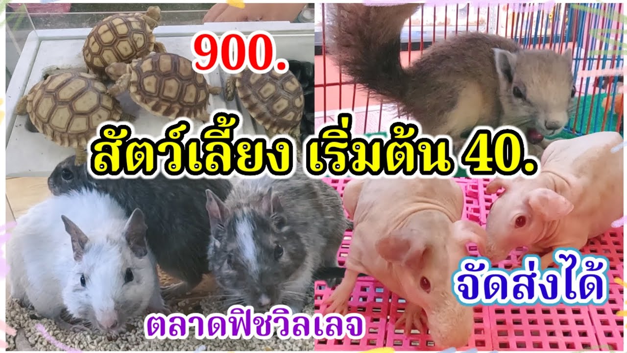 อัปเดตราคาสัตว์เลี้ยง เริ่มต้นที่ 40 จัดส่งได้ ตลาดฟิชวิลเลจ ร้านพจนา ฟาร์ม บ้านโป่ง จ.ราชบุรี