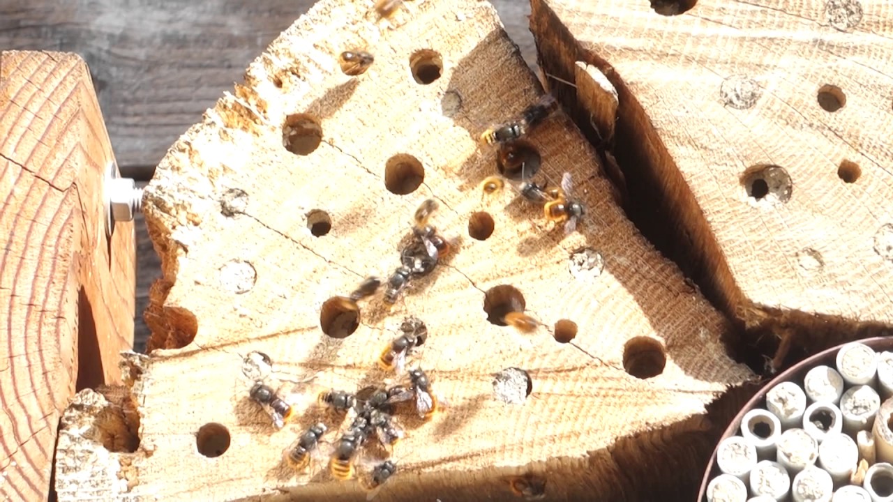 Flug geh&ouml;rnter Mauerbienen
