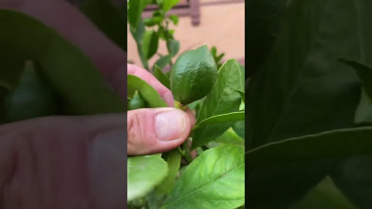 Yedi veren limon