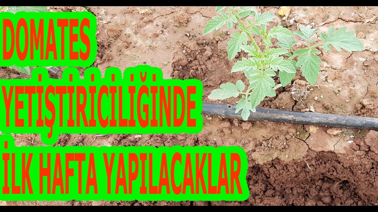 DOMATES ÜRETİMİNİN İLK HAFTASI YAPILACAKLAR