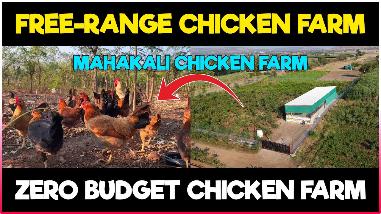 Free Range Chicken Farming | Mahakali Chicken Farm | Zero Budget Natural Desi Poultry Farming Method