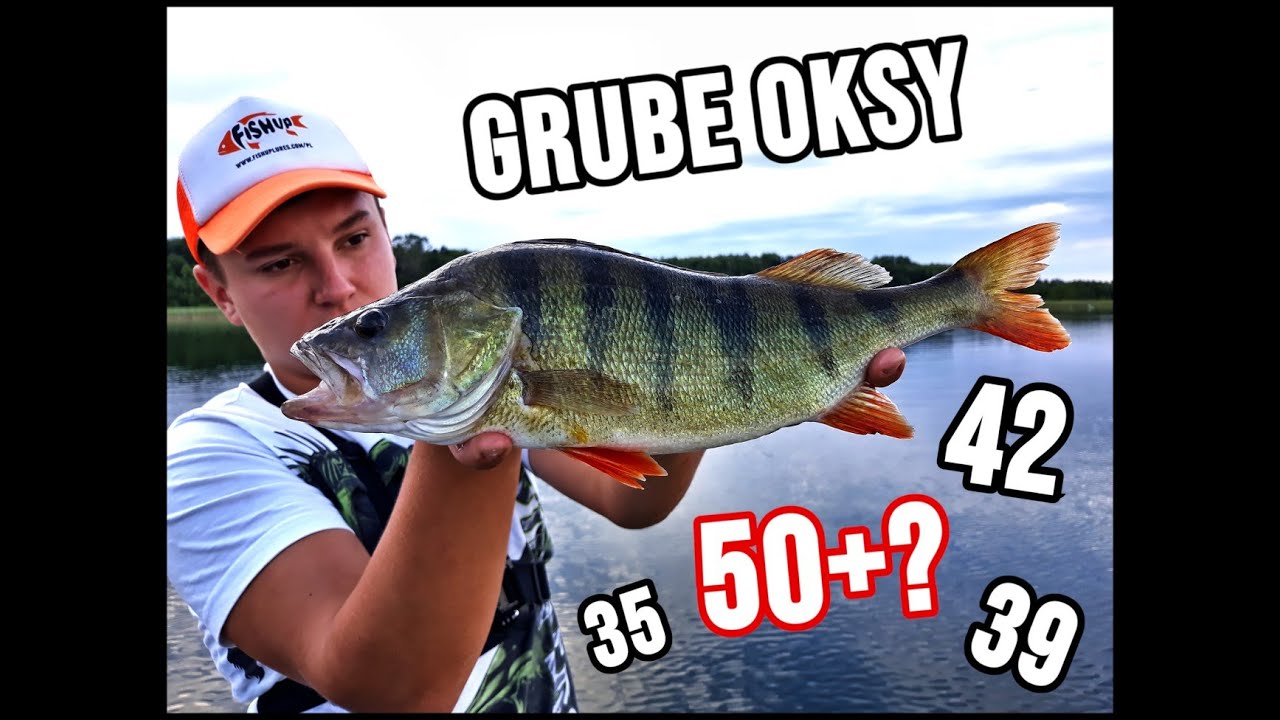 Jak i na co łowić w toni grube okonie 30+ i 40+ a może i 50+ ?