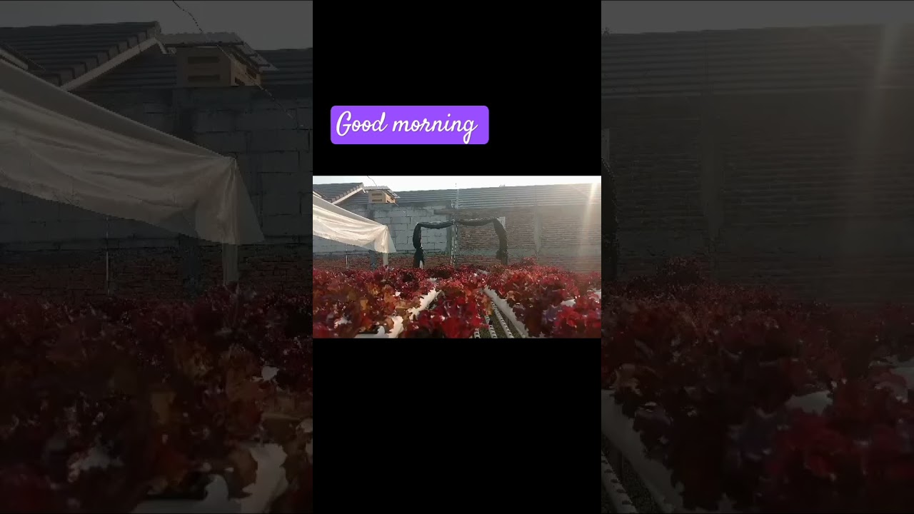 good morning #farming #tangeranghits #hidroponic #kebunhidroponik #farm #berkebunsayuran
