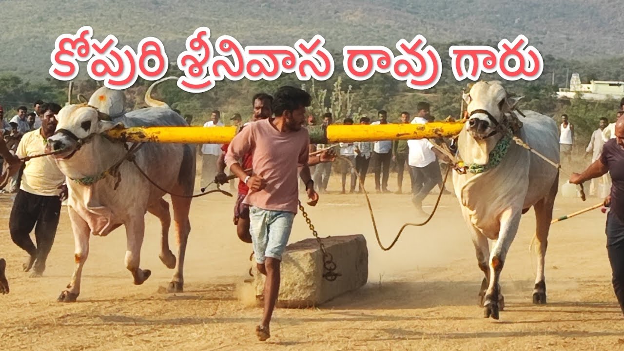 చెలేకంపల్లె  న్యూ కేటగిరి విభాగంలో 3వ జత కోపొరి శ్రీనివాసరావు  గారు