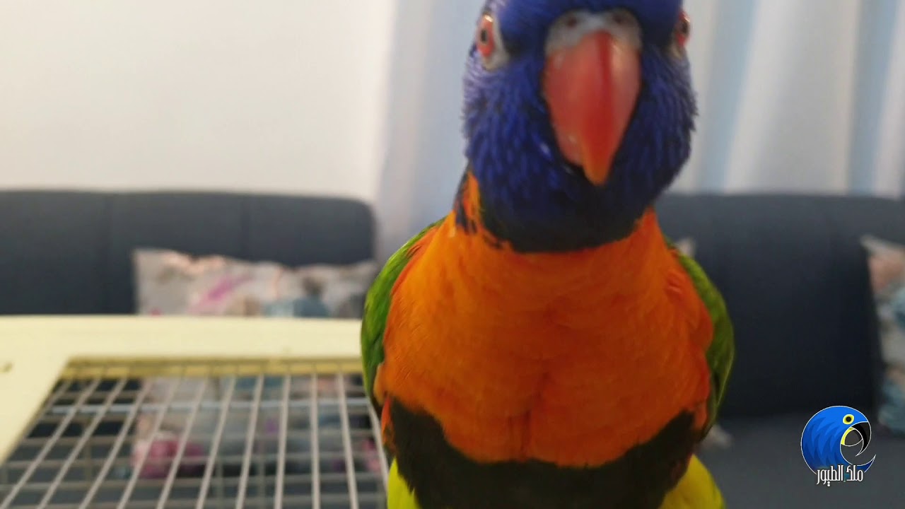 لوري يتكلم - اسمع صوت (Talking Rainbow Lorikeet)