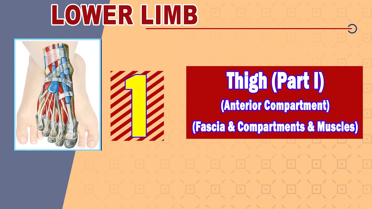 𝟎𝟏. 𝐓𝐡𝐢𝐠𝐡 (𝐈) (𝐂𝐨𝐦𝐩𝐚𝐫𝐭𝐦𝐞𝐧𝐭𝐬 - 𝐅𝐚𝐬𝐜𝐢𝐚 - 𝐌𝐮𝐬𝐜𝐥𝐞𝐬 𝐨𝐟 𝐭𝐡𝐞 𝐚𝐧𝐭𝐞𝐫𝐢𝐨𝐫 𝐜𝐨𝐦𝐩𝐚𝐫𝐭𝐦𝐞𝐧𝐭)