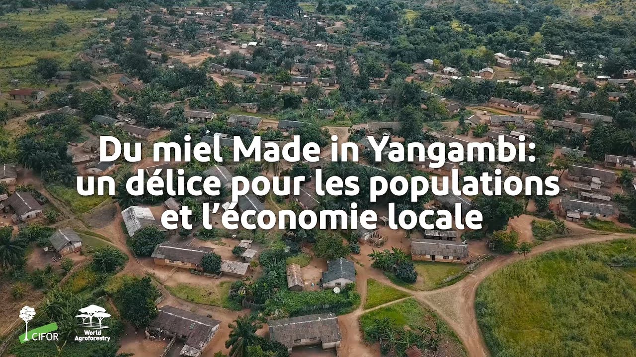 Du miel Made in Yangambi: un d&eacute;lice pour les populations et l'&eacute;conomie locale