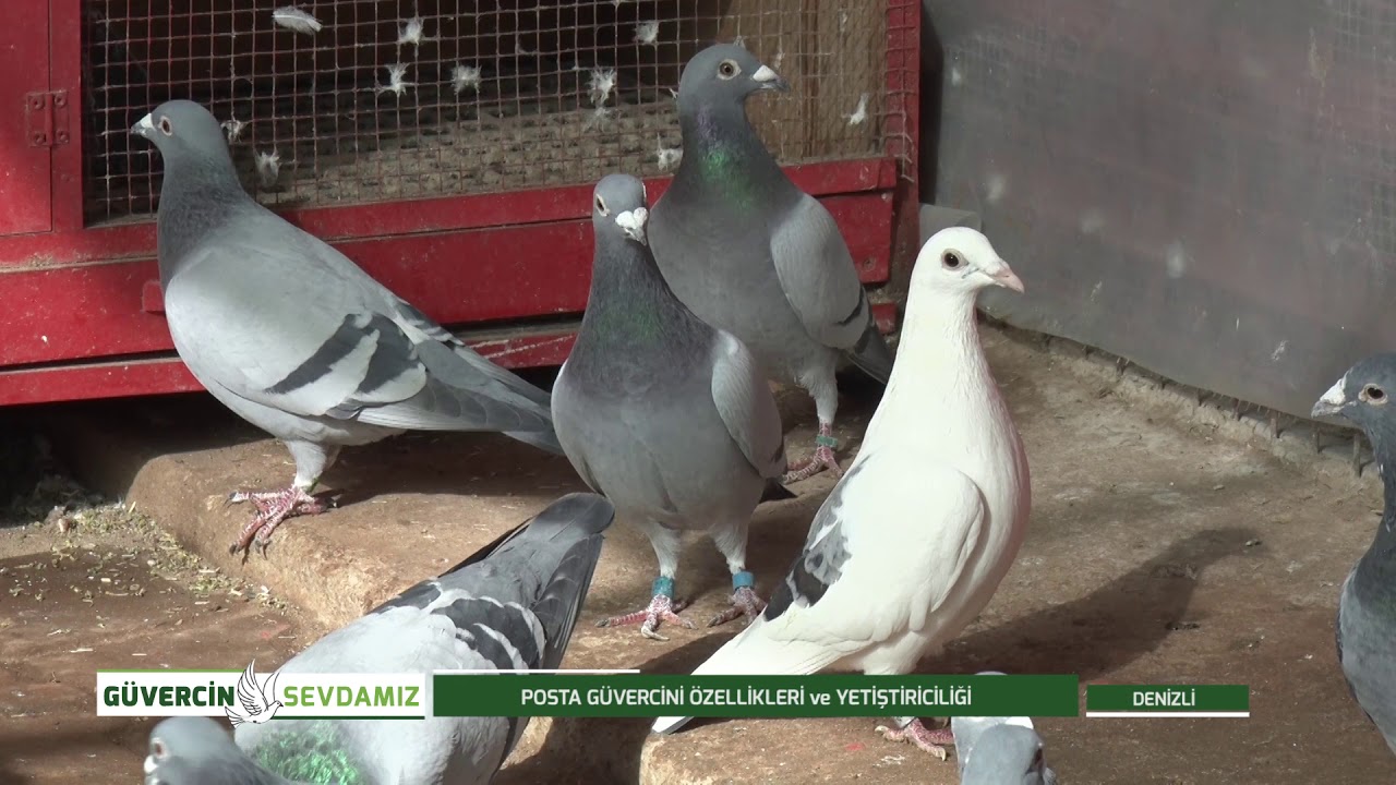 GÜVERCİN SEVDAMIZ | POSTA GÜVERCİNİ ÖZELLİKLERİ VE YETİŞTİRİCİLİĞİ