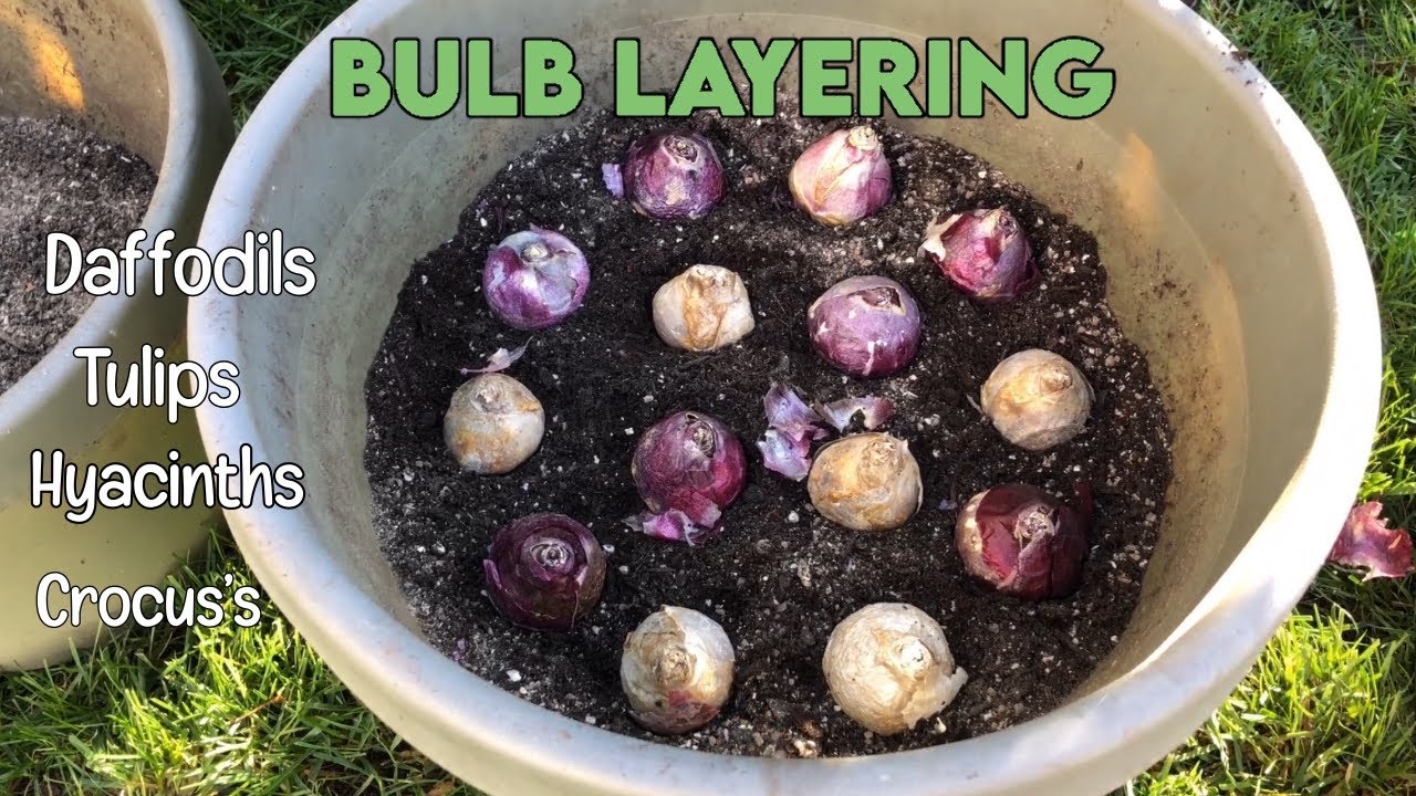 Bulbs Layering! Daffodils, Tulips, Hyacinth, and Crocus 🌼 🌼🌼🌷🌷🌷.