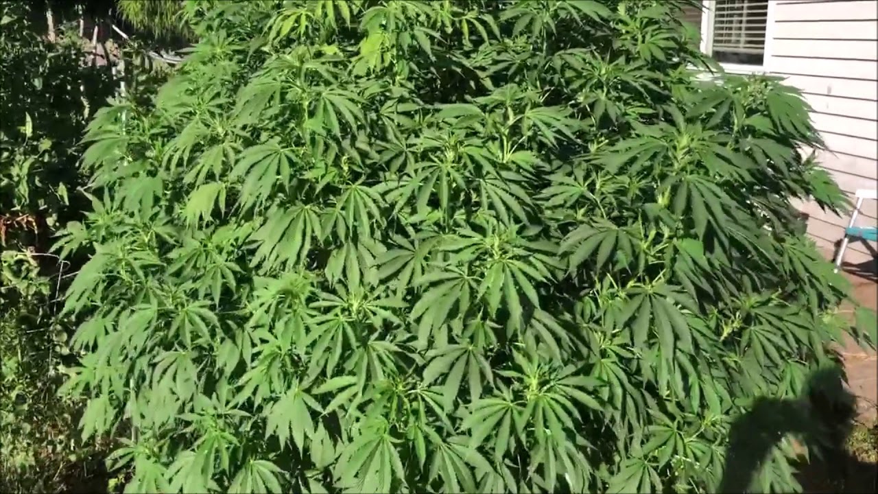 Organic 7ft Outdoor Marijuana Grow Ep 2 - Going into Flower - August 2019