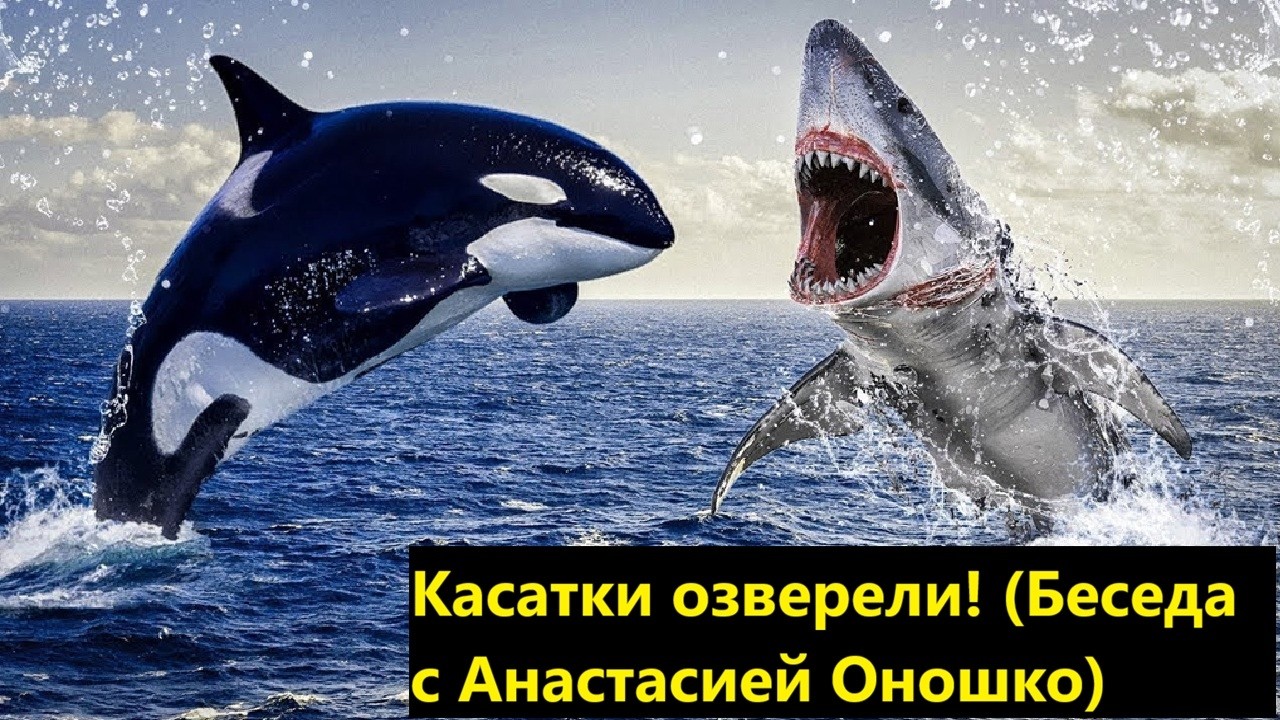 Касатки озверели! Беседа с Анастасией Оношко