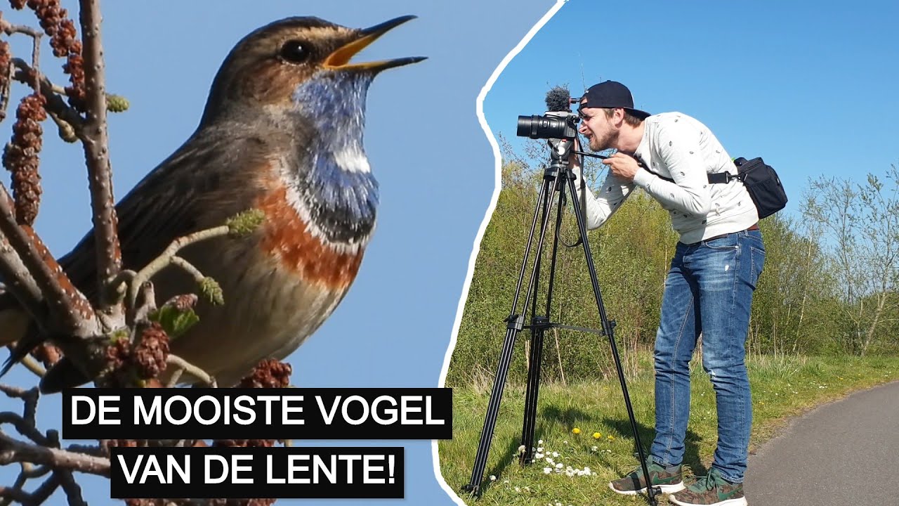 #148: De blauwborst!
