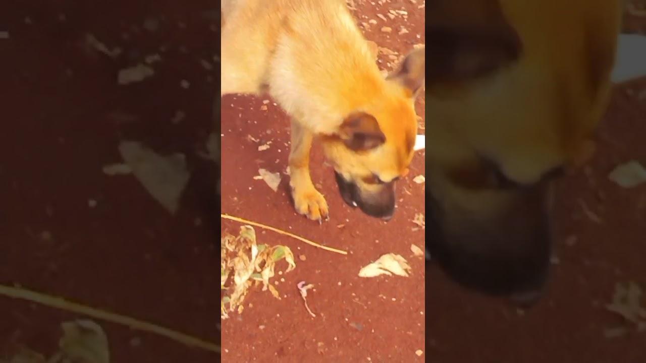 FOMOS VISITAR E LEVAR ALIMENTO PARA OS NOSSOS AMIGUINHOS Gratidão a você que tem cuidado deles!