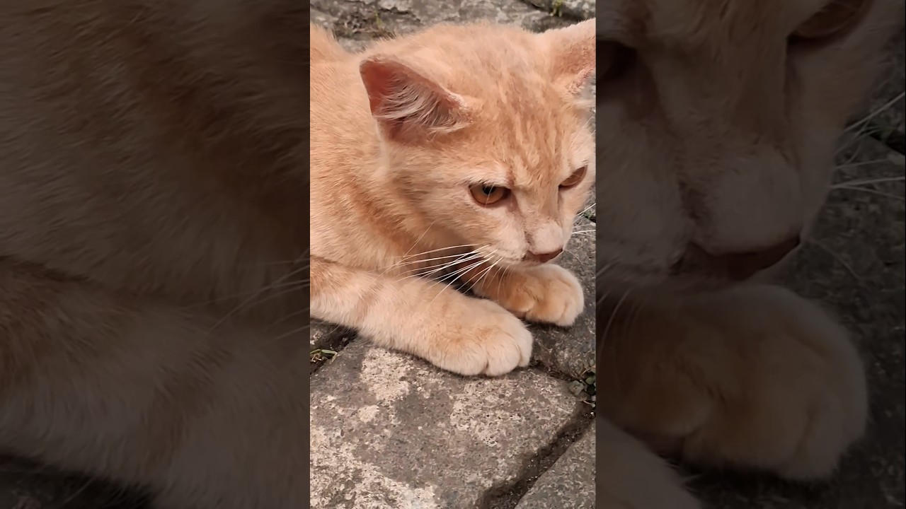 #shorts #short #cat #catlovers #kitten