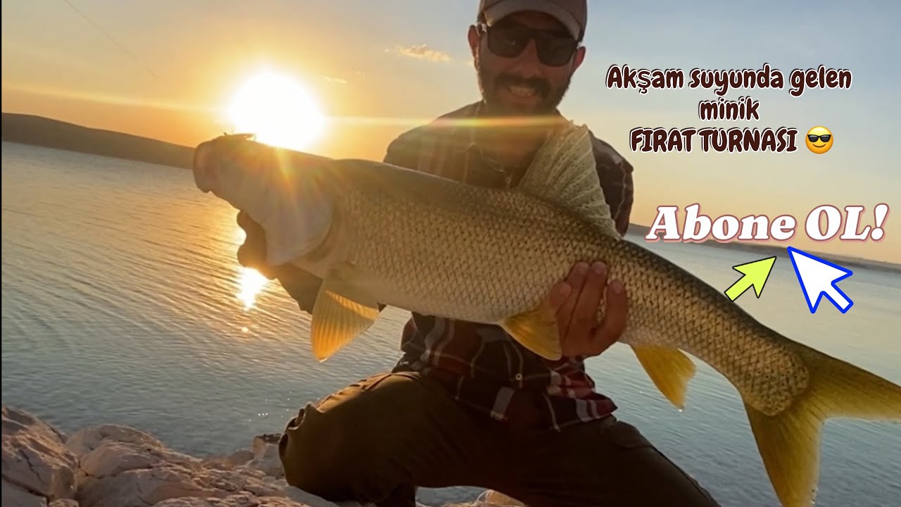 AKŞAM SUYUNDA GELEN MİNİK BİR FIRAT TURNASI AVI 2025 (fishing balık avı)