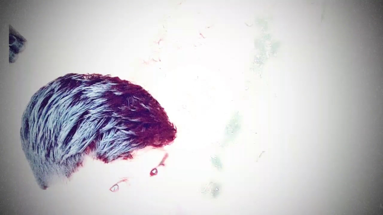 Producer by kunwarsa Mahendra Singh Chauhan video