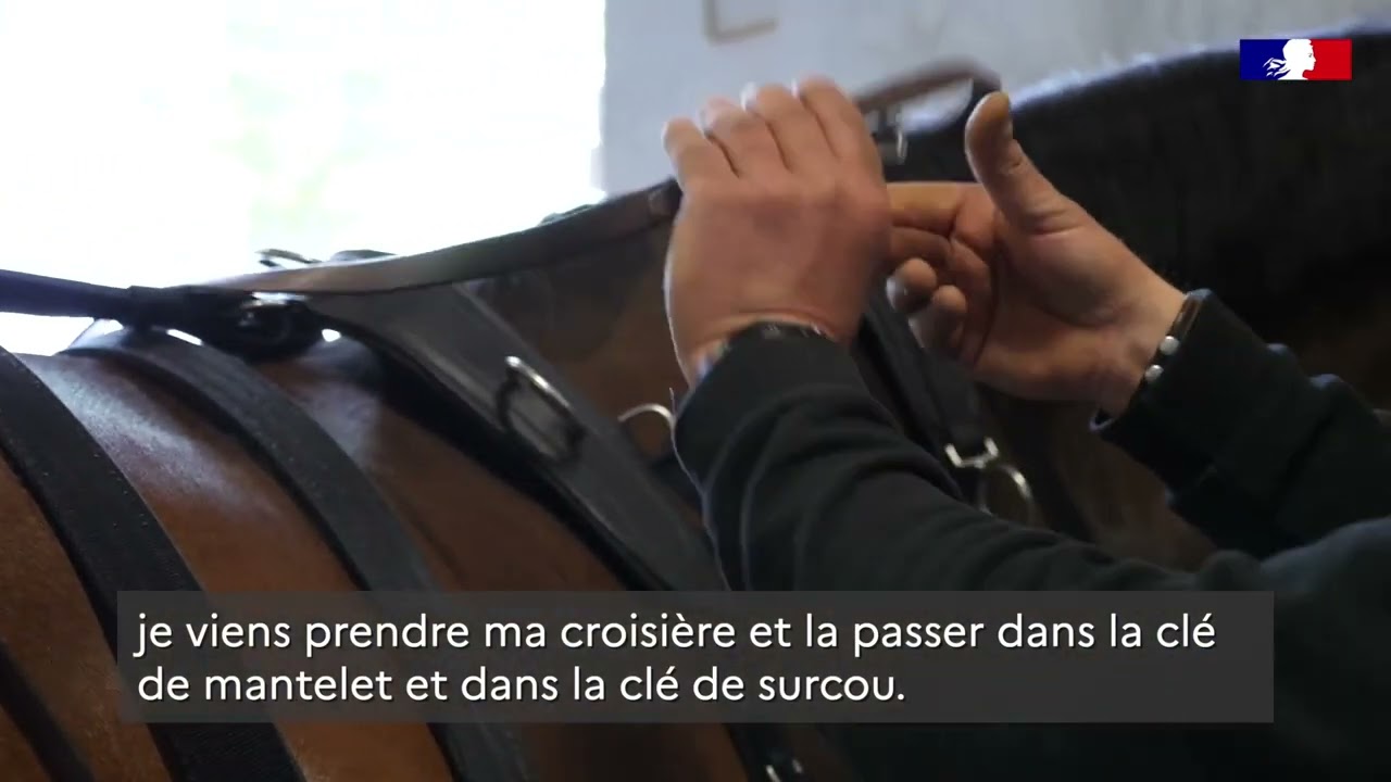 Attelage en paire - Mise en place des guides