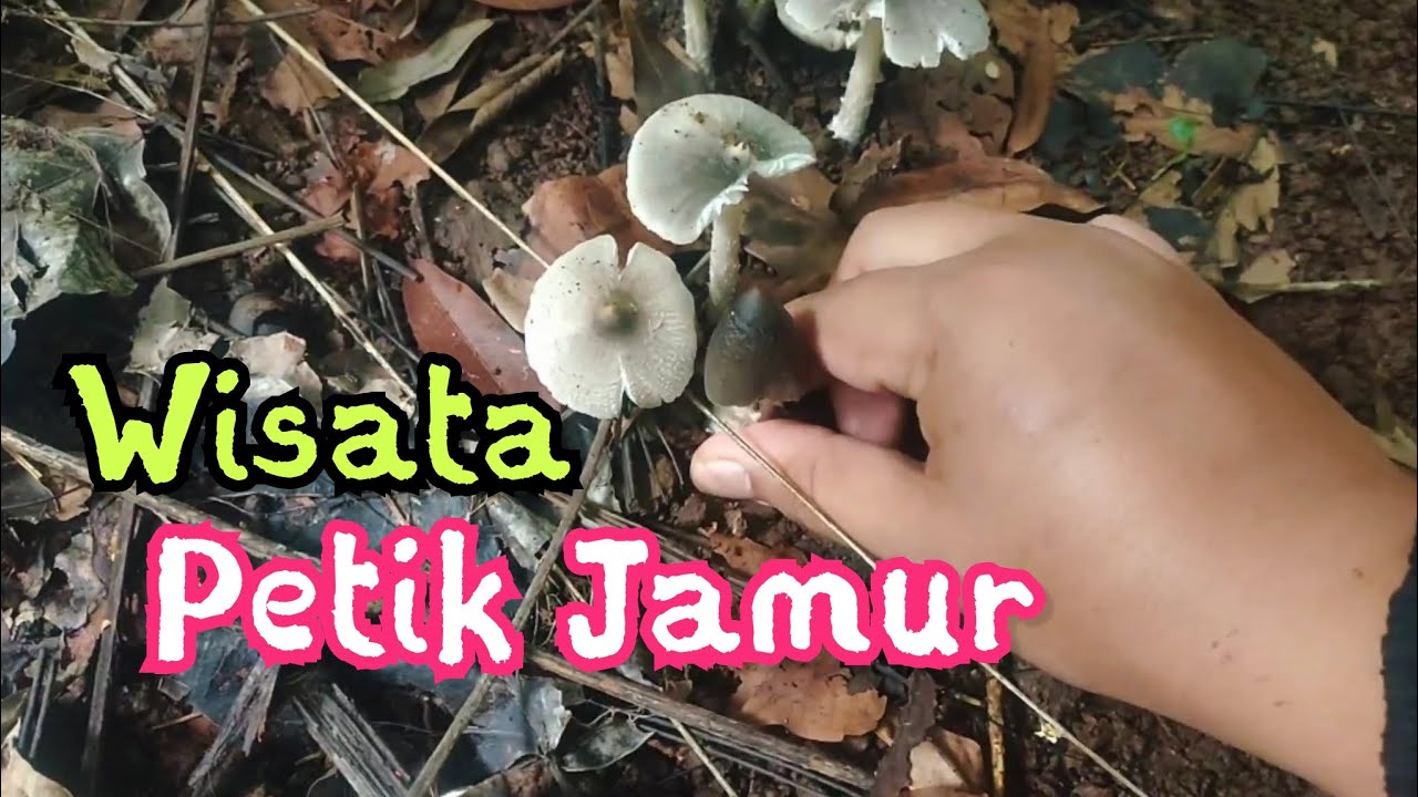 Jamur gratis‼️ tinggal petik, auto panen 🍄