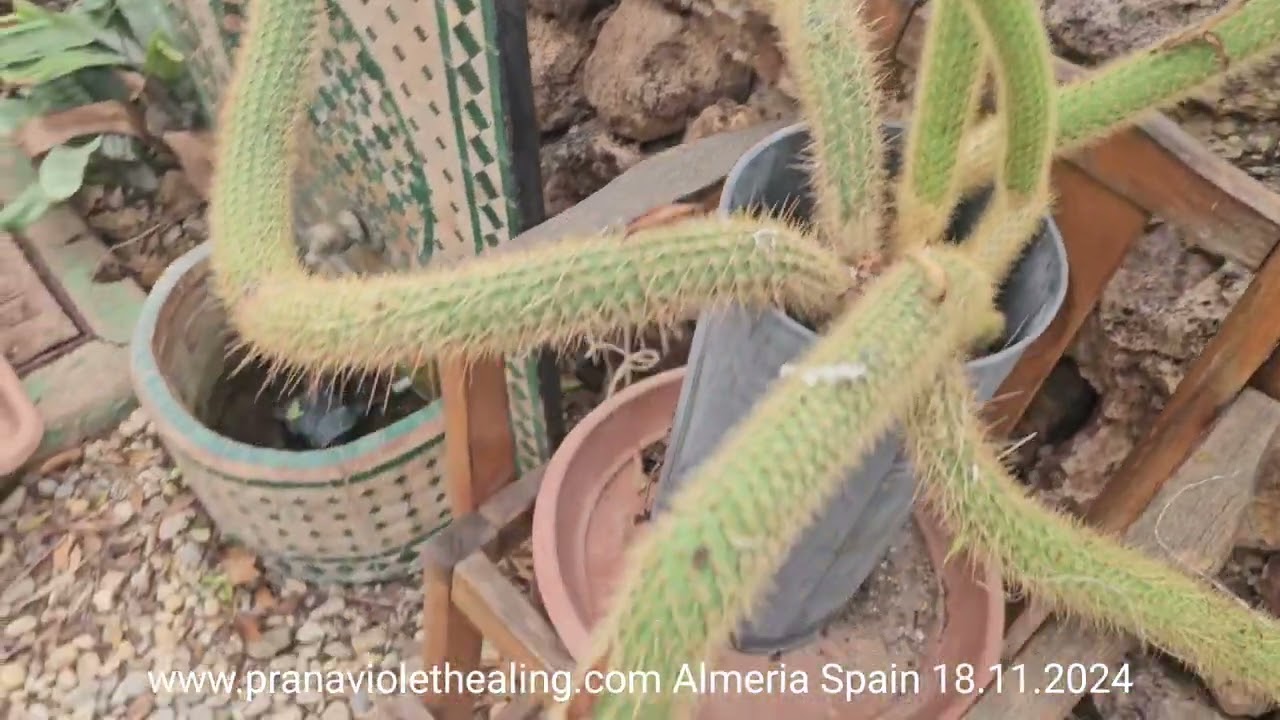 It's very interesting for a plant to go up and down, these are Mother Nature's work for nature.