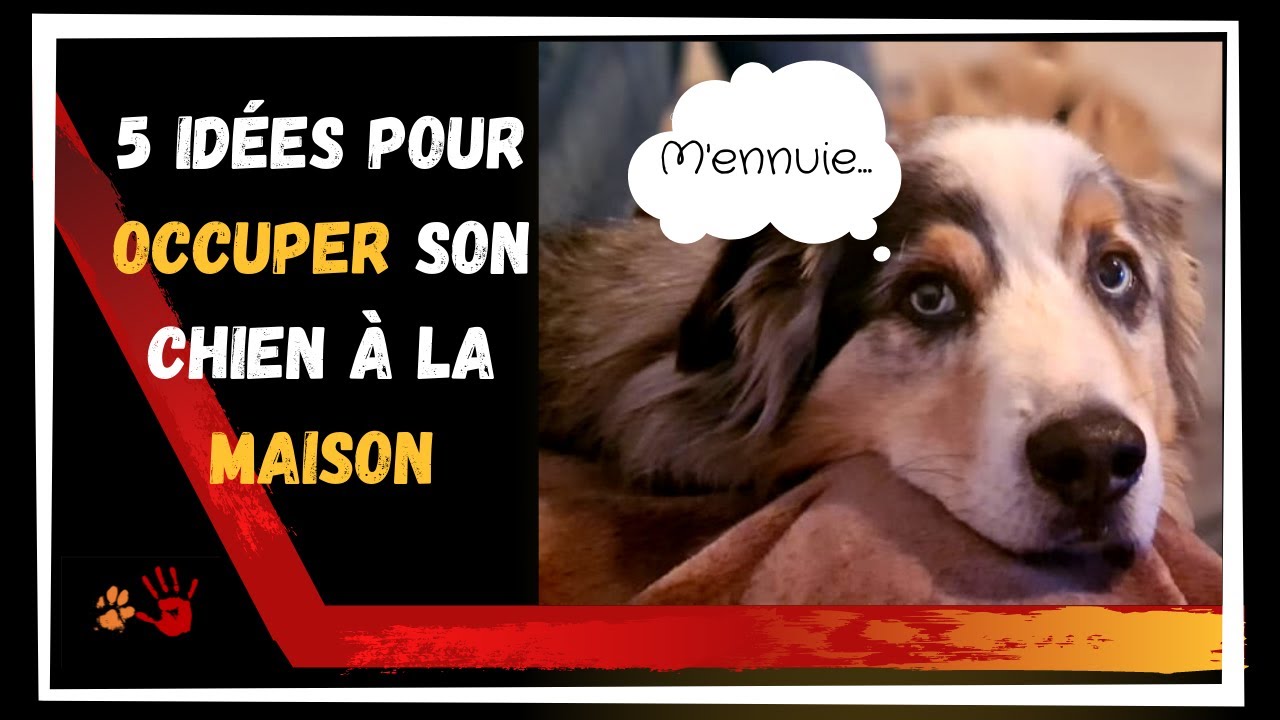 5 activités à faire à la maison avec son chien