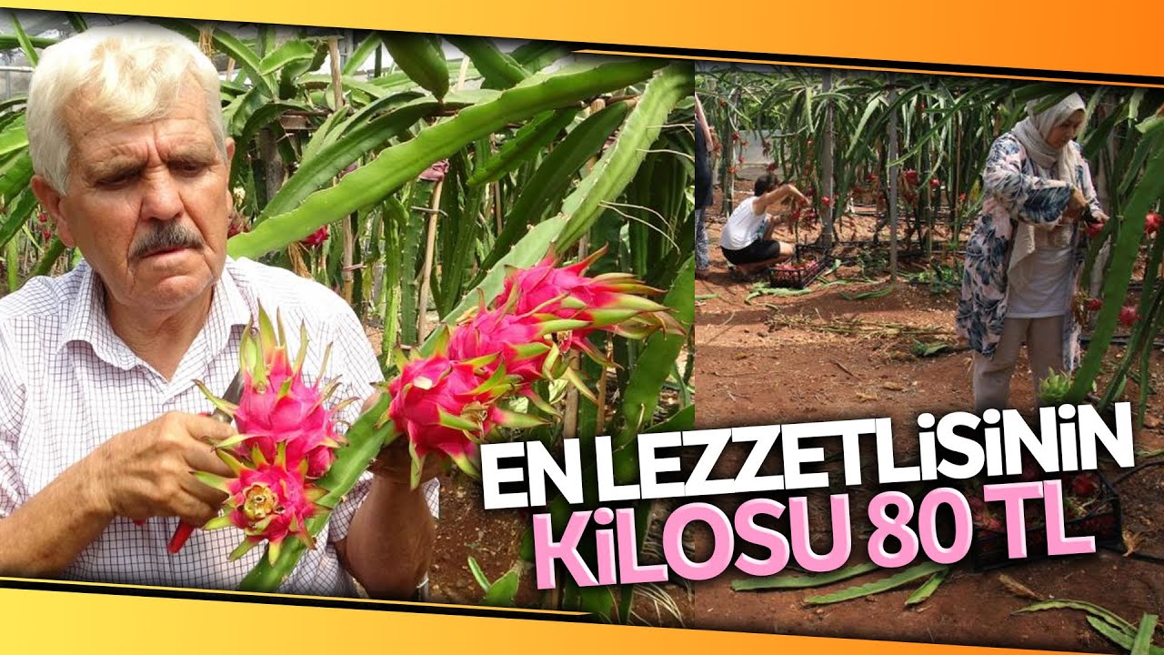 Ropikal Meyvelerin En Lezzetlisi...Kilosu 80 Tl, Hasadına Başlandı