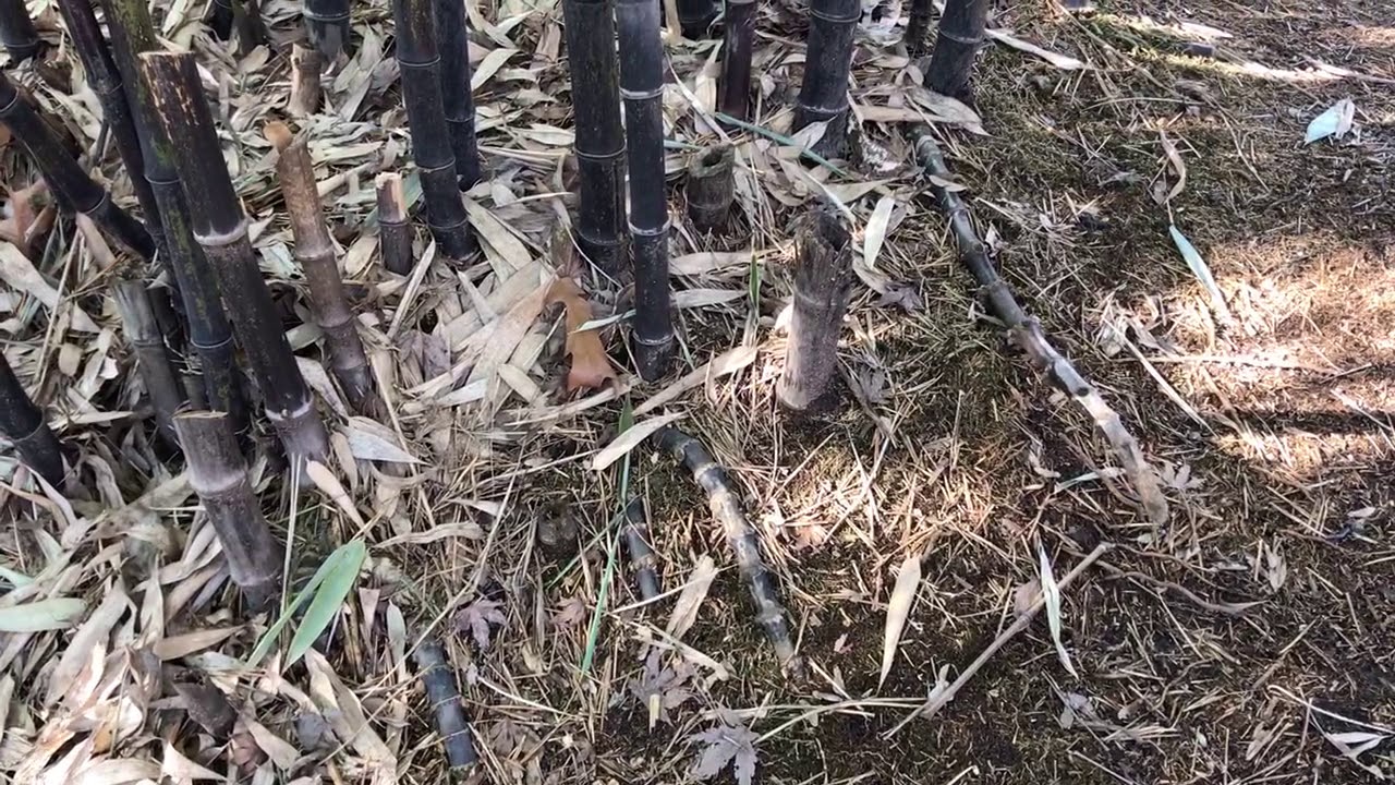 Black Bamboo (Phyllostachys nigra)