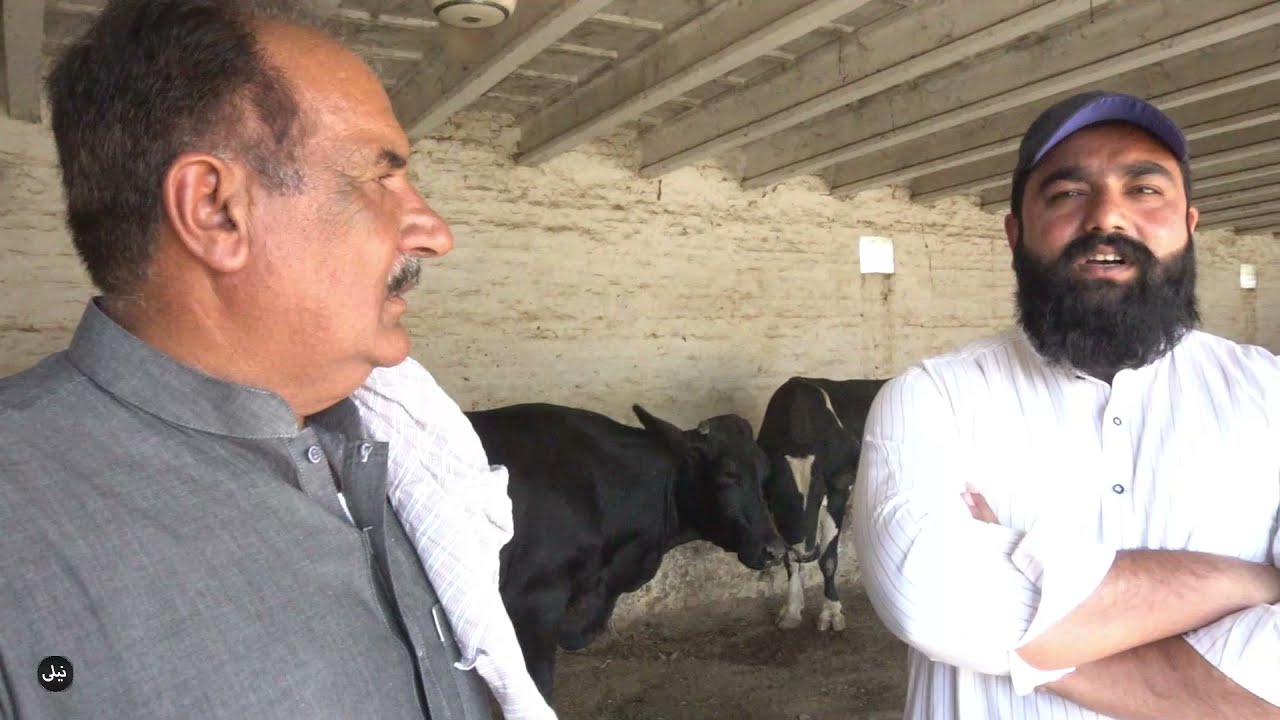 (PART2) Ch Wilayt khan Dairy farm