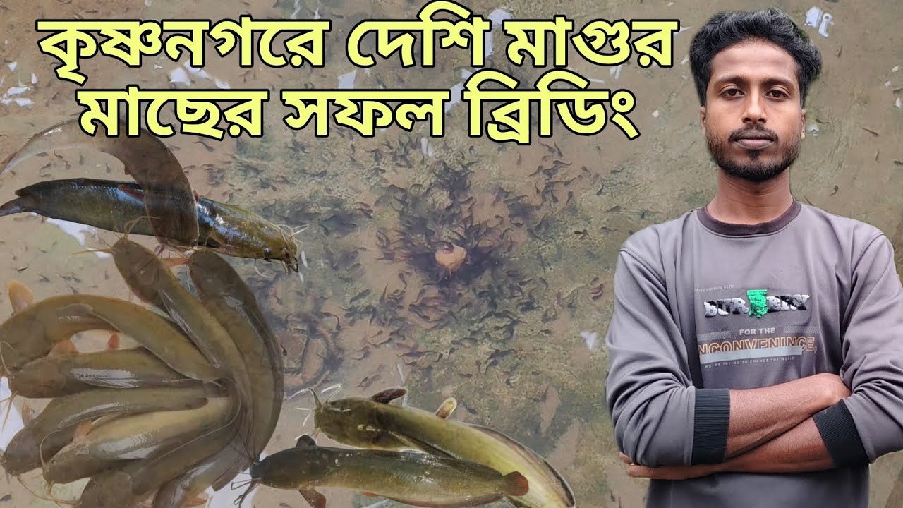 কৃষ্ণনগরে দেশি মাগুর মাছের সফল হ্যাচারি।।দেশি মাগুর মাছ চাষ পদ্ধতি।Desi magur fish.Cat Fish Farming