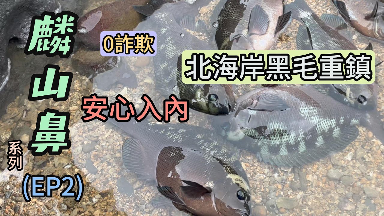 一年一度的黑毛季開跑，身為一個磯釣人怎能錯過這場盛事#北海岸#麟山鼻#黑毛#石門#淺場磯釣#瑪吉#好好釣魚#MA JI FISHING#釣魚#Taiwan fish#gamakatsu#shimano