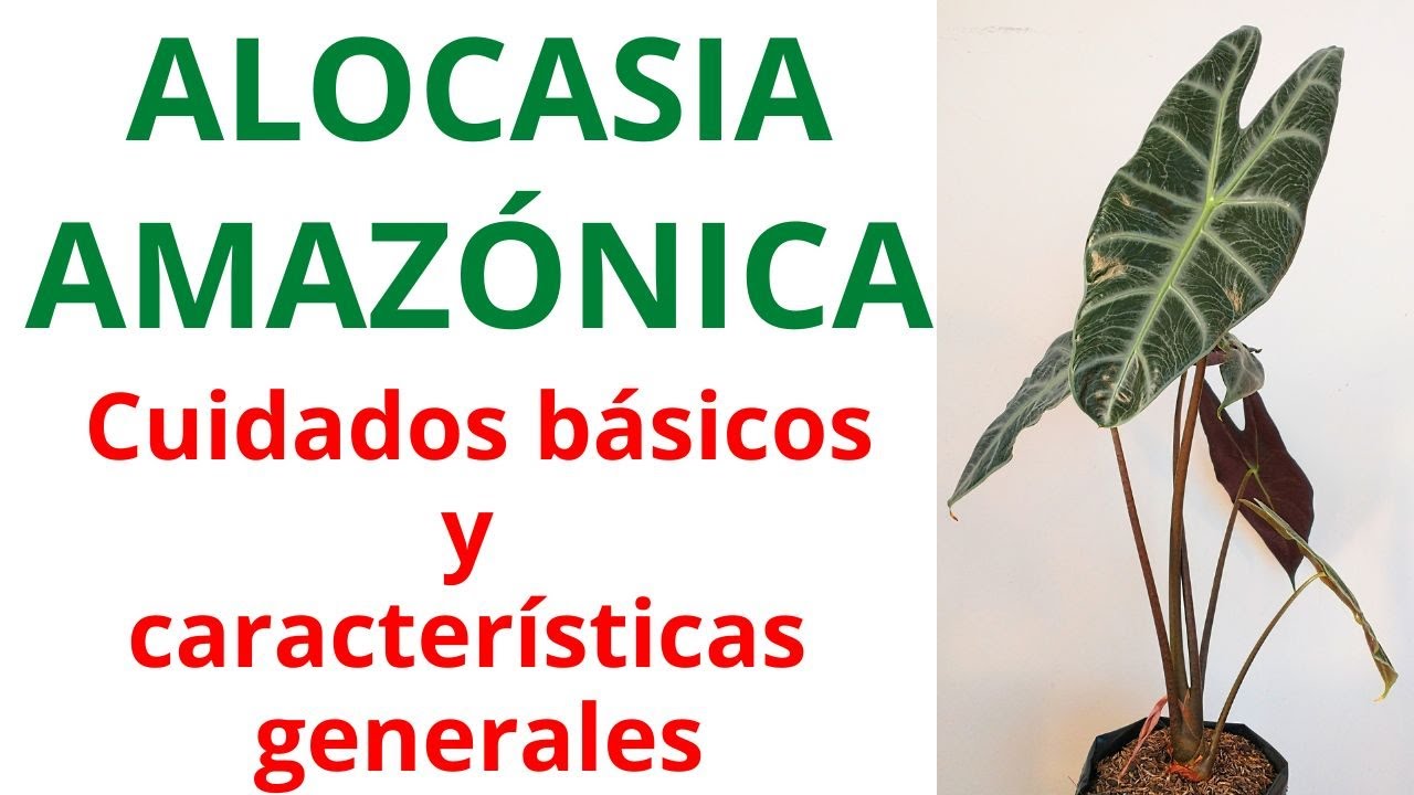 ALOCACIA AMAZÓNICA, Cuidados básicos y características generales