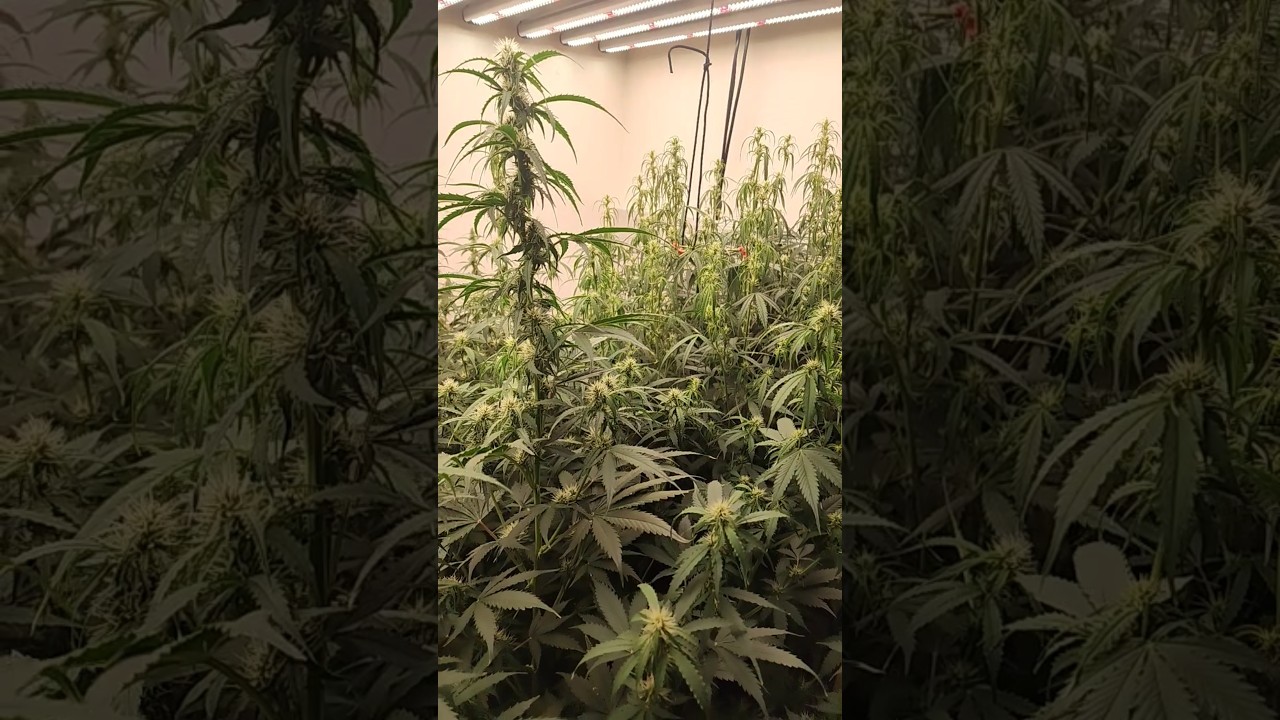 Autoflower Grow in 5 Gallon Fabric Pots 🪴 #diyautoflower #autoflowers #shorts