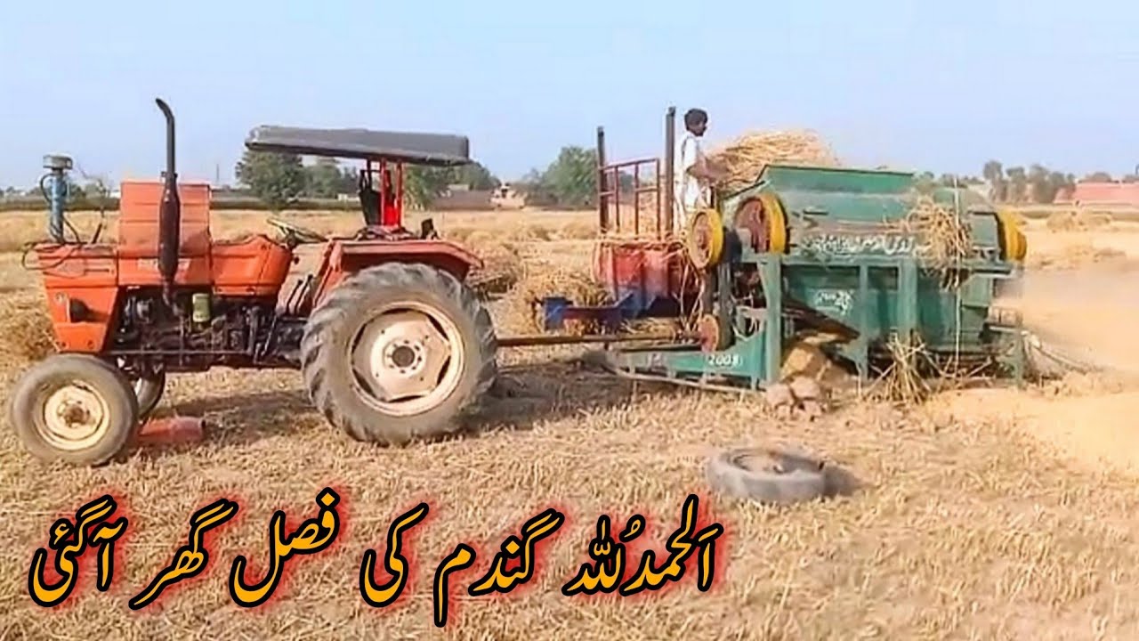 Wheat Threshing in Punjab | Punjab Mein Gandum Ki Gahai | Village Life Secrets