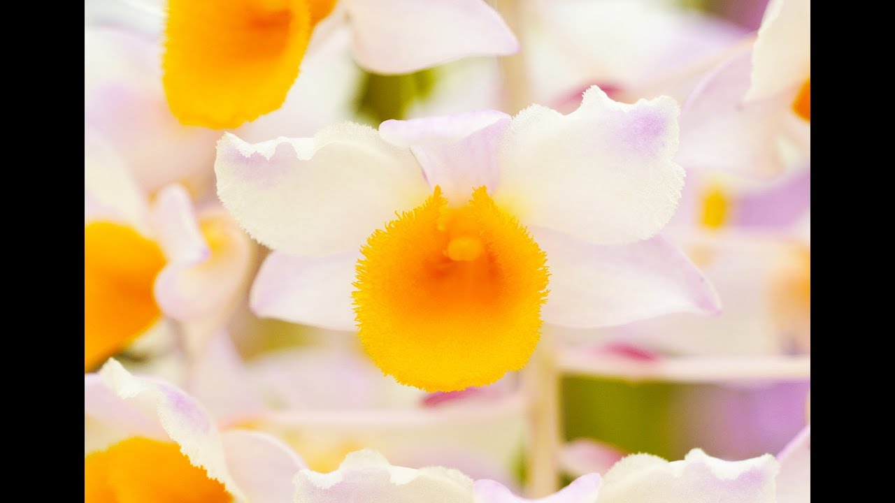 'Plant of the Day' Dendrobium thyrsiflorum