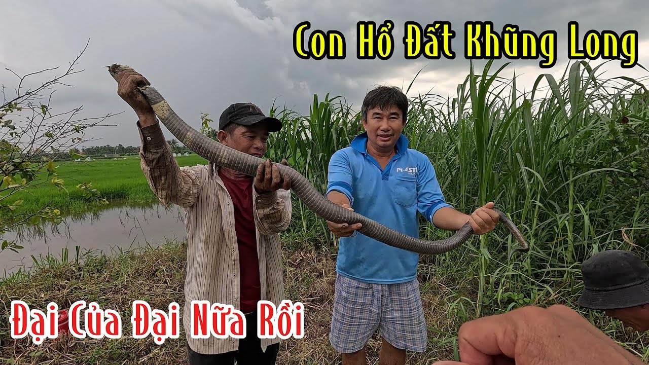Con Hổ Đất Khủng Long Nó Nằm Giữa Gò Cỏ | Mười Thương SB