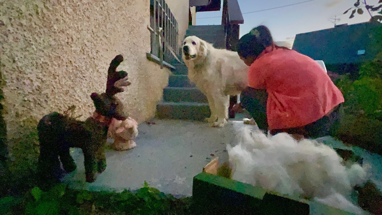 Great Pyrenees Grooming in the French Alps by Filipina Novelyn 🥰🥰 Lhasa is 11 1/2 years old 