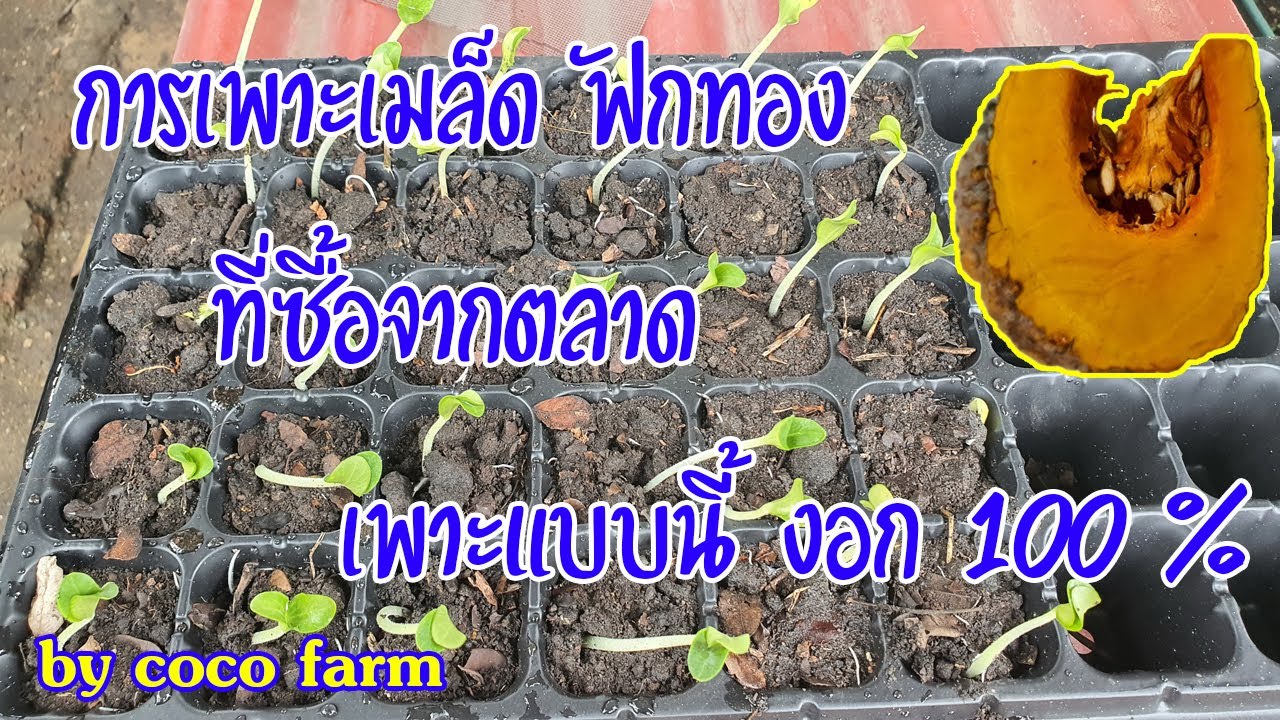 การเพาะเมล็ดฟักทอง ที่ซื้อจากตลาด ทำแบบนี้ก่อนเพาะ รับรองงอก 100 %