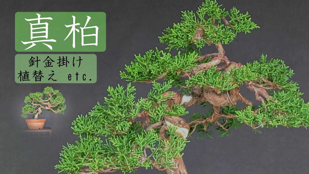 【盆栽】真柏　針金掛け　植替え　作業動画