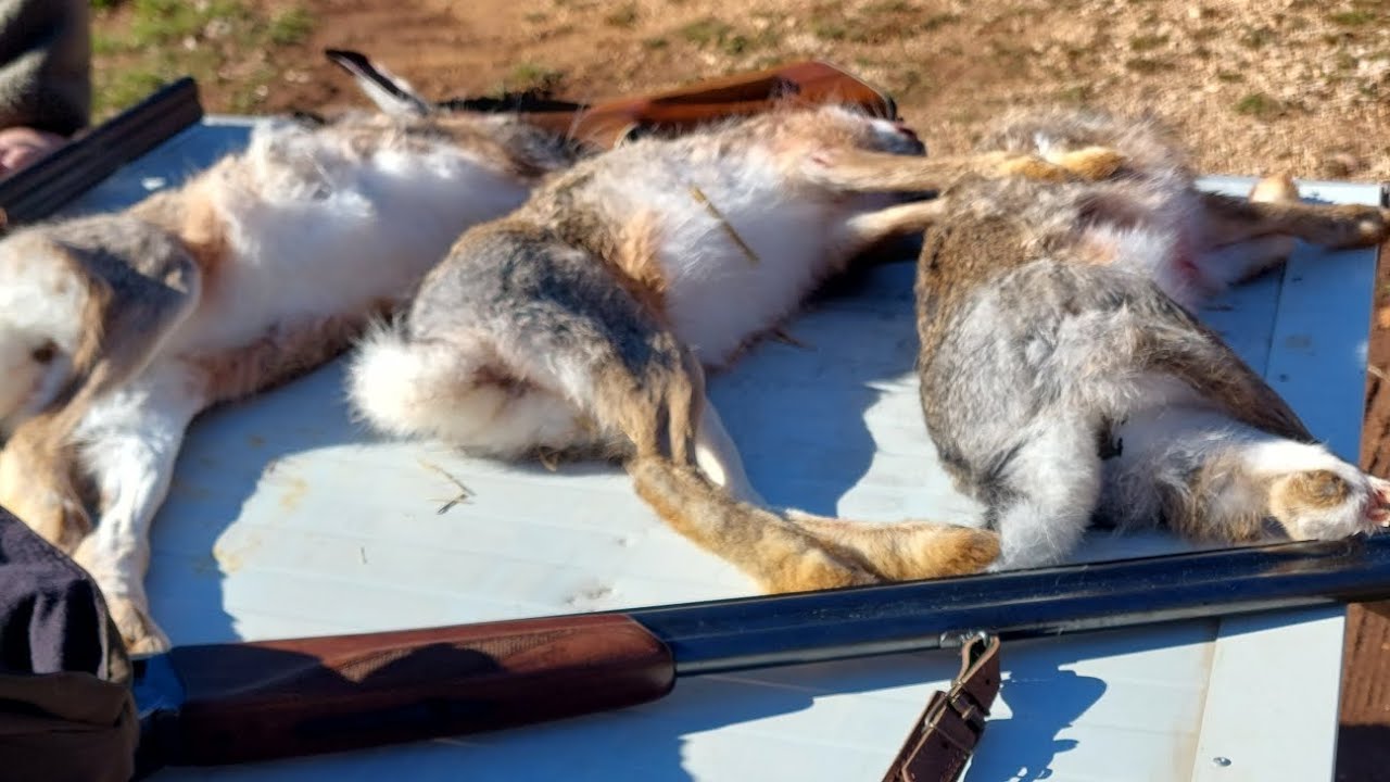 HARE HUNTING | LOV NA ZECA 2025