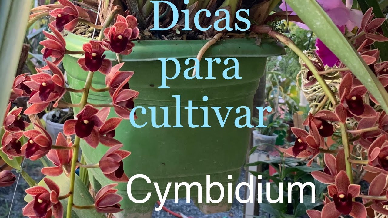 DICAS PARA CULTIVAR CYMBIDIUM, E COMO USAR O ADUBO HIMITSU ?