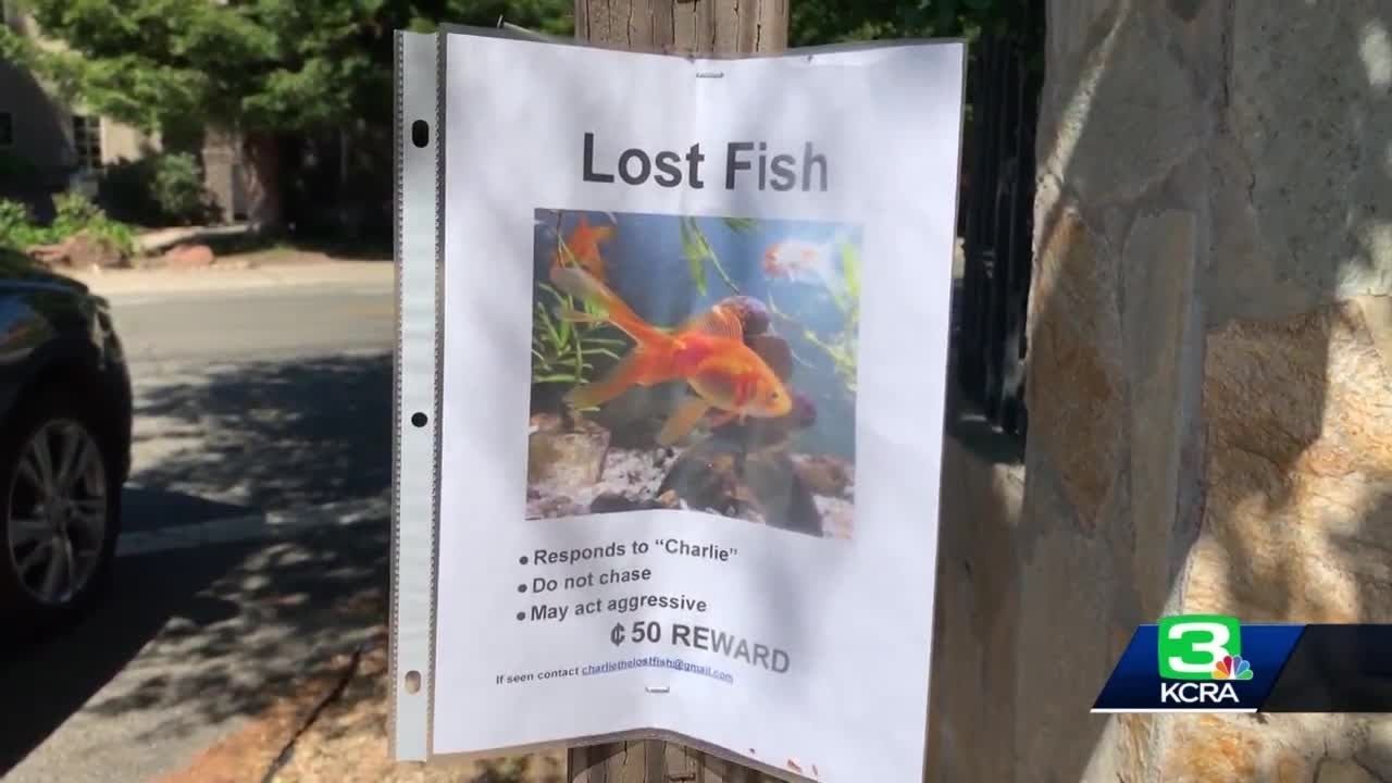 Lost pet sign in Carmichael turns heads, creates laughs during outbreak