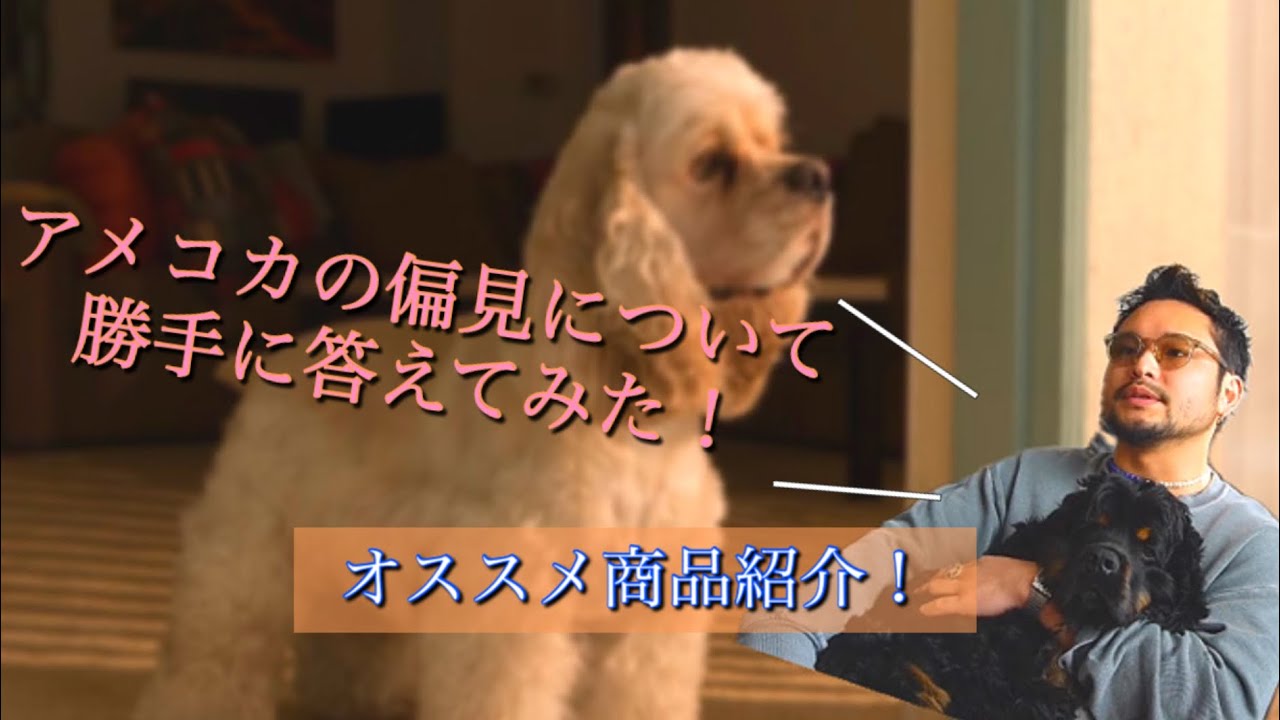 アメコカの偏見？に勝手に答えてみた！/冬におすすめの犬ケアグッズ紹介！！