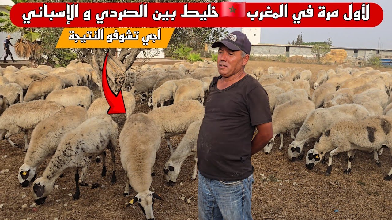 حصريا و لأول مرة في المغرب اجي تشوف خليط بين سلالة الإسباني و الصردي المغربي