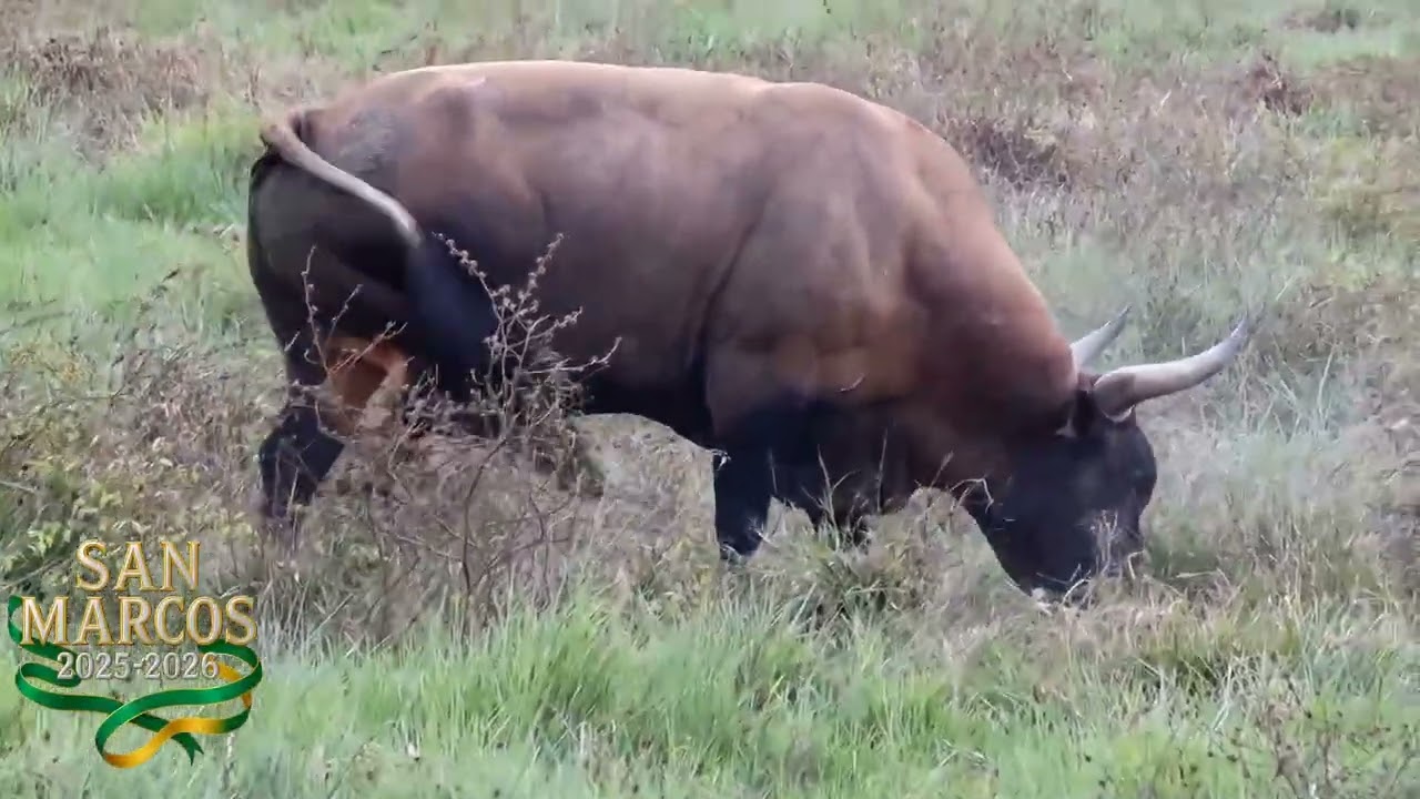 Conociendo la Ganaderia La Cantera 