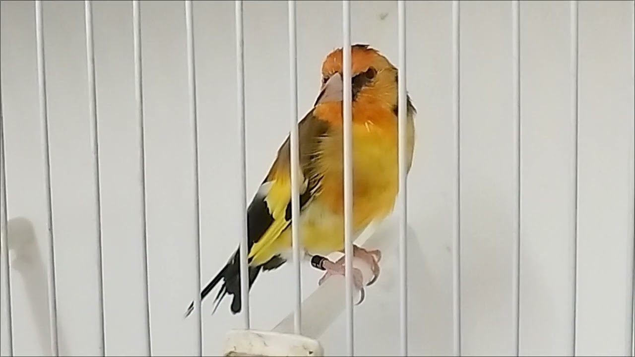 Carduelis Carduelis Major 2025! Available 